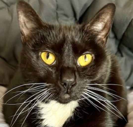 Photo of Snickers