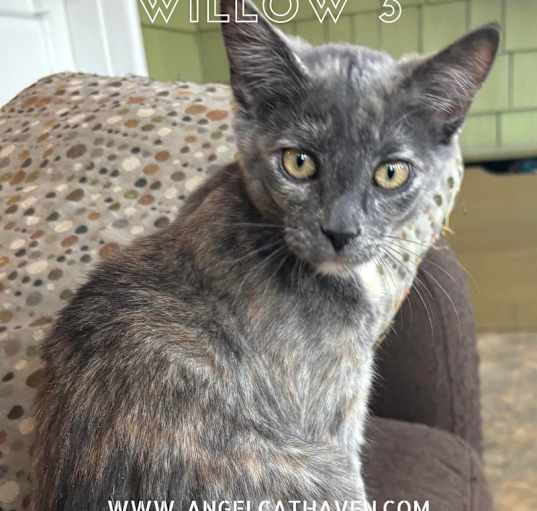 Photo of Willow 3