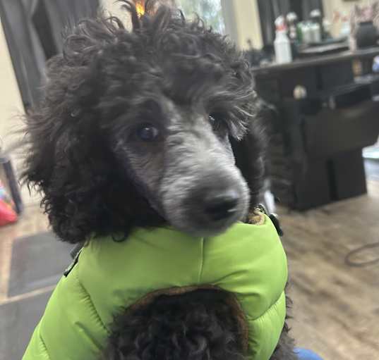 Photo of Sliverado adoption pending!