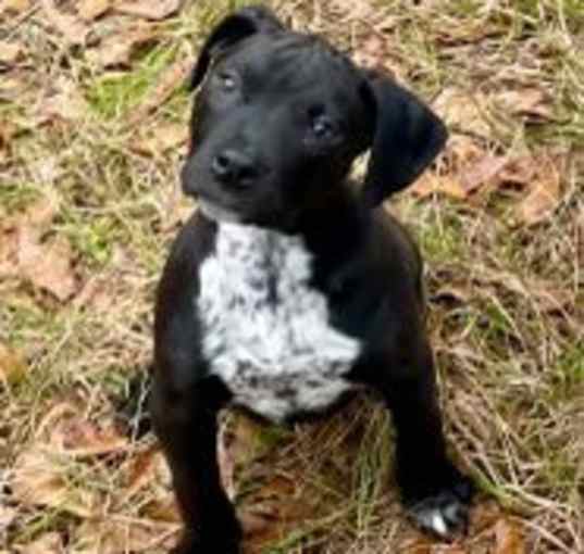 Photo of Pepper