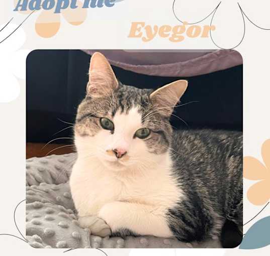 Photo of Eyegor - a blind ,affectionate and resilient boy!