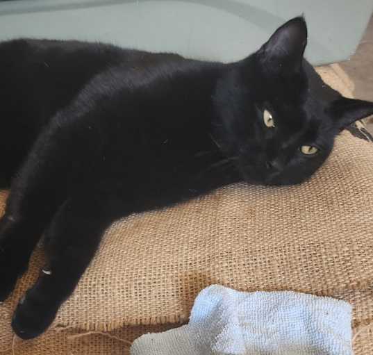 Photo of Panther