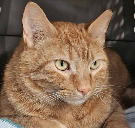 Photo of Chunk
