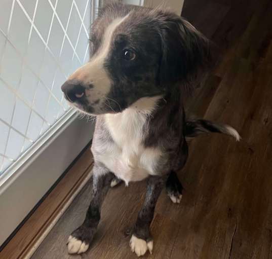 Photo of Maverick