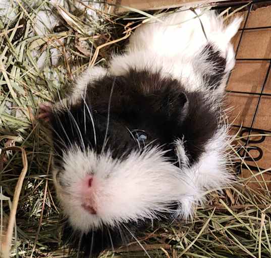 Photo of Buster
