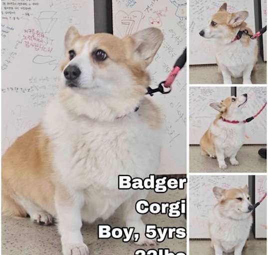 Photo of Badger from Korea