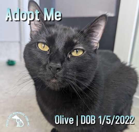 Photo of Olive