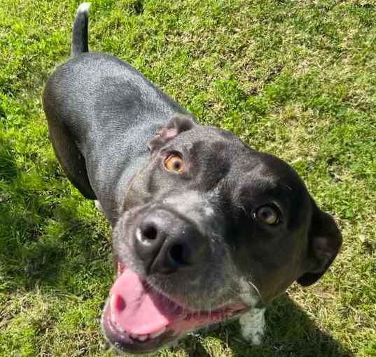 Photo of Roscoe