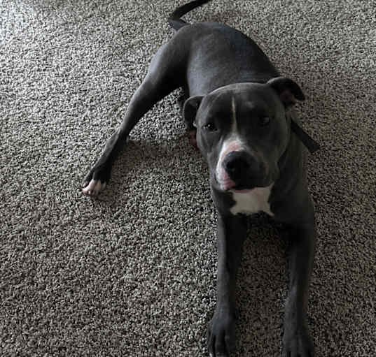 Photo of Nibbler