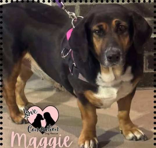 Photo of Maggie
