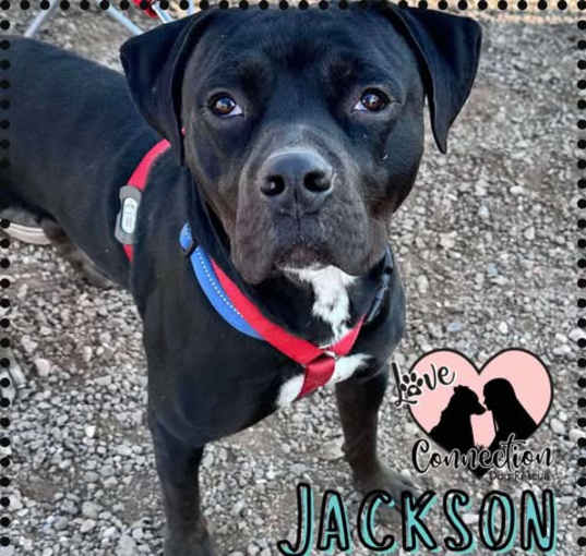 Photo of Jackson