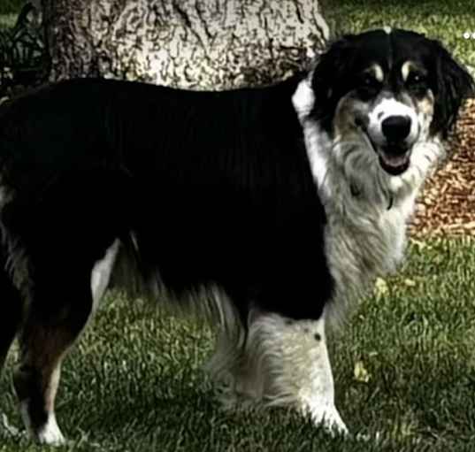 Photo of Fluffy