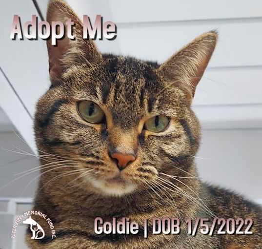 Photo of Goldie
