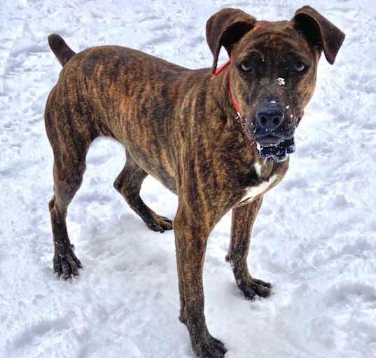 Photo of Brownie