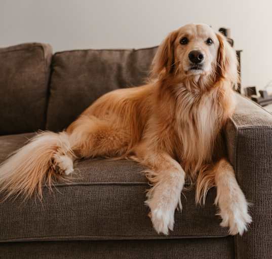Photo of Piper