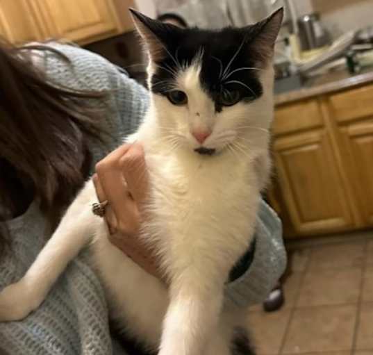 Photo of Cookie