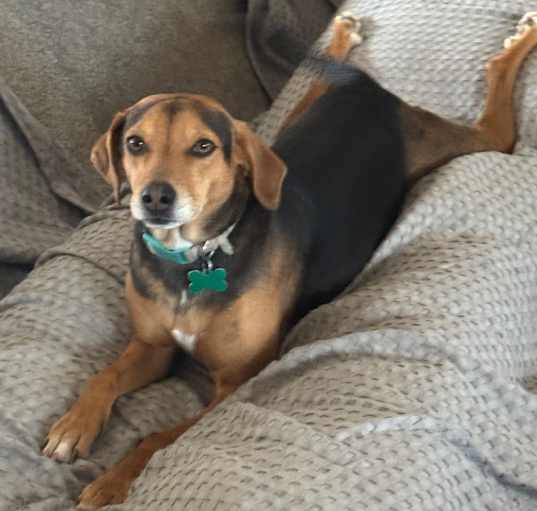 Photo of Bailey