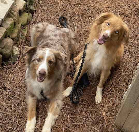 Photo of Asher and Whiskey