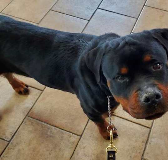 Photo of BRANDY