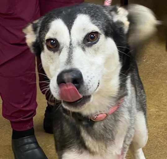 Photo of Nanook (formerly Vaughn)