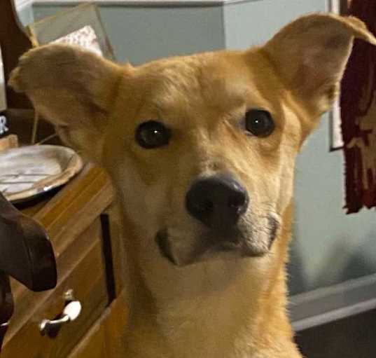 Photo of William (formerly Aspen)