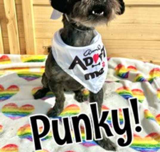 Photo of Punky