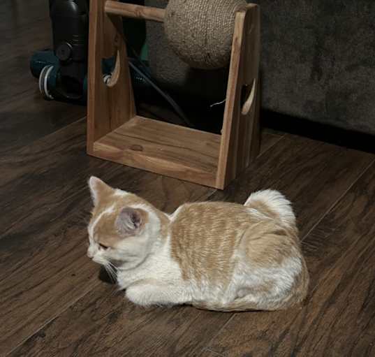Photo of kitties