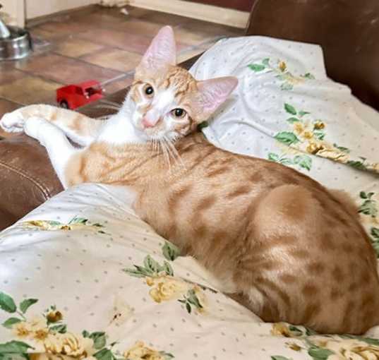 Photo of Cherrio