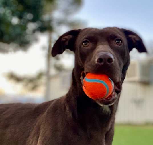 Photo of Daisy