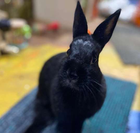 Photo of Robin