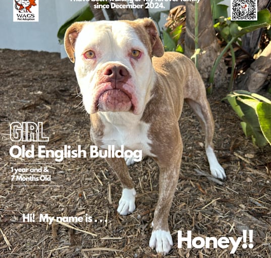 Photo of Honey