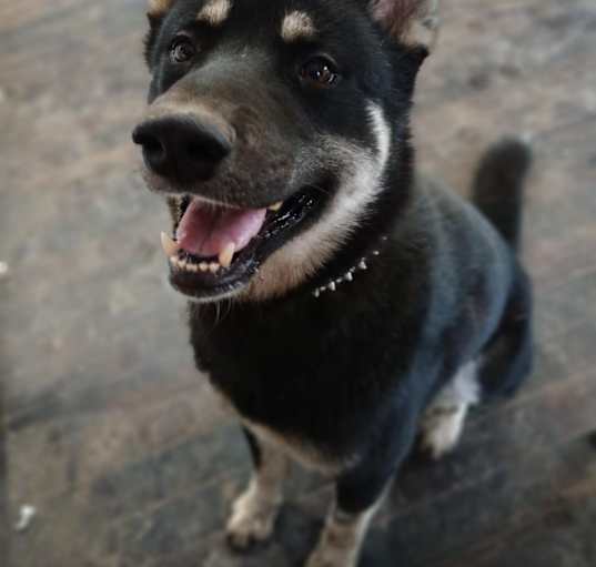 Photo of Balto