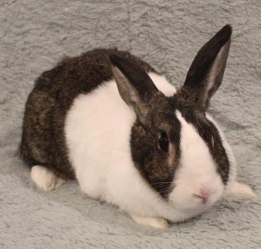 Photo of Spinach