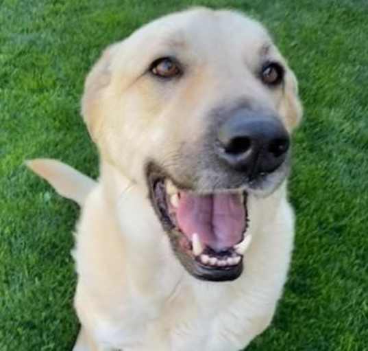 Photo of Hank