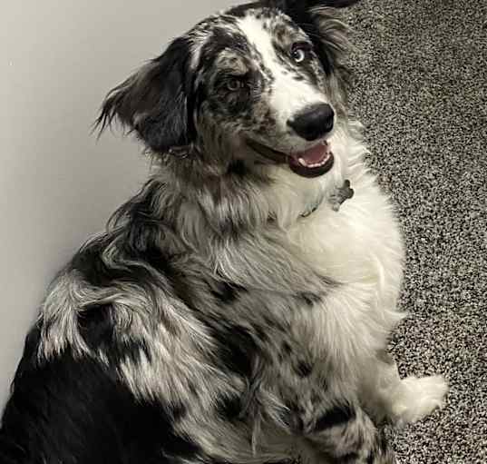 Photo of Cinder