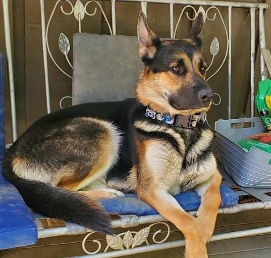 Photo of Apollo