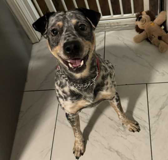 Photo of Bailey