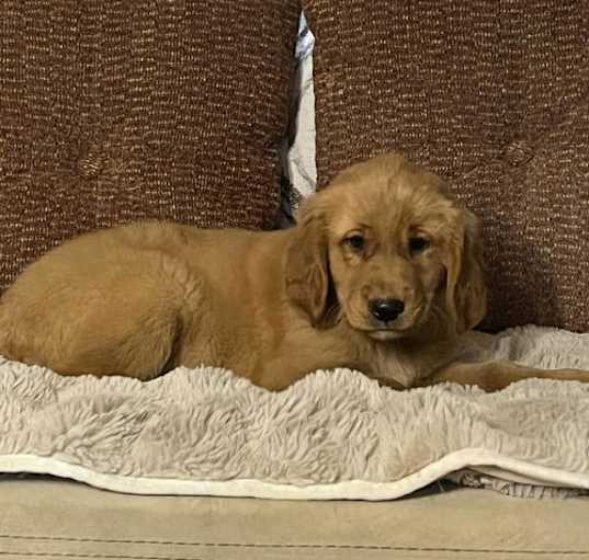 Photo of Aja/ ADOPTED
