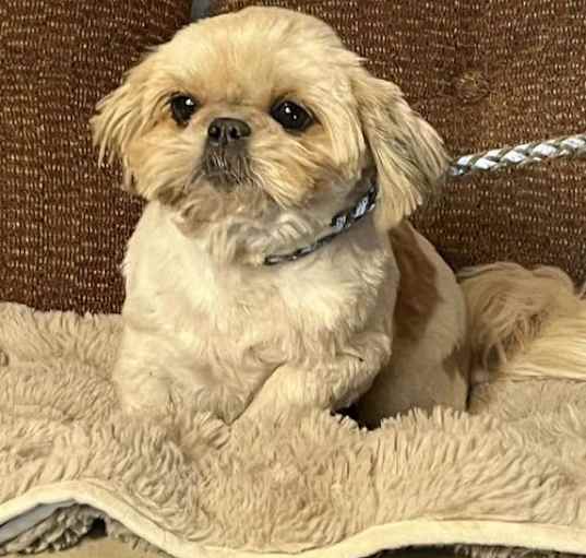 Photo of HY-CHEW/ ADOPTED