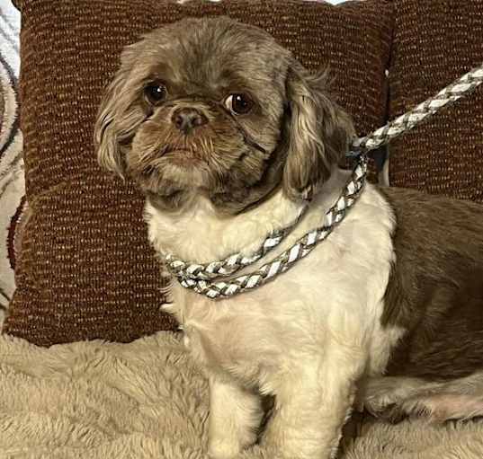 Photo of SKITTLES/  ADOPTED