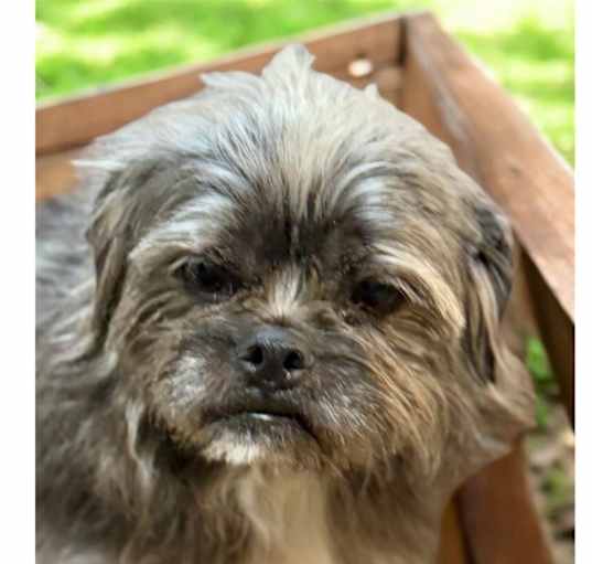 Photo of Rosie (bonded with Red)