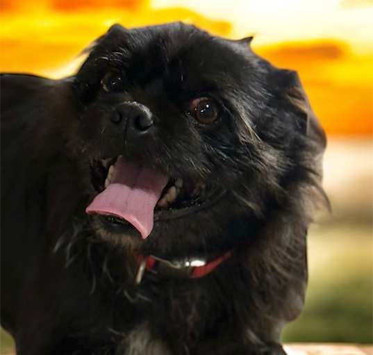 Photo of Red (bonded with Rosie)