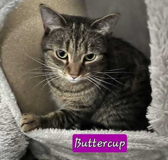 Photo of Buttercup