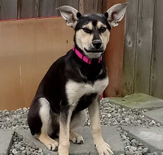 Photo of DARLING DUCHESS
