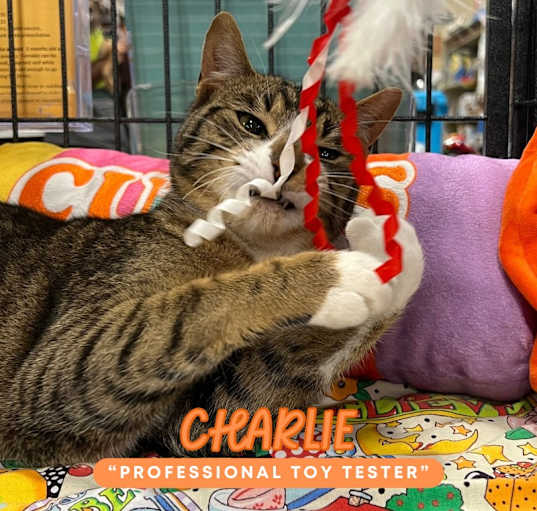 Photo of Charlie (In/Out)