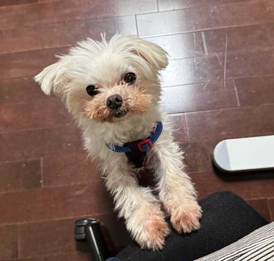 Photo of Henry