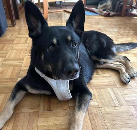 Photo of Brewster