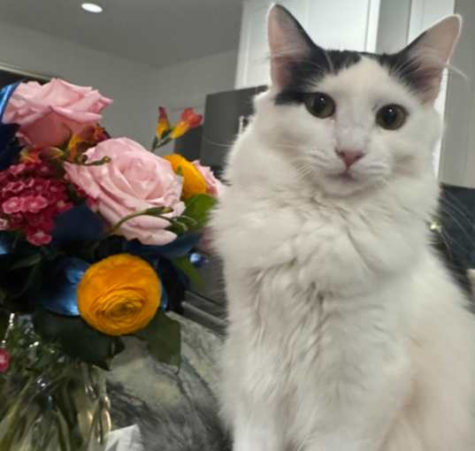 Photo of Gigi (polydactyl)