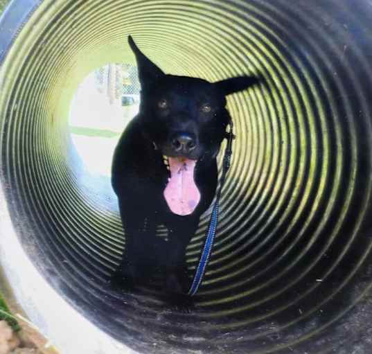 Photo of Louie