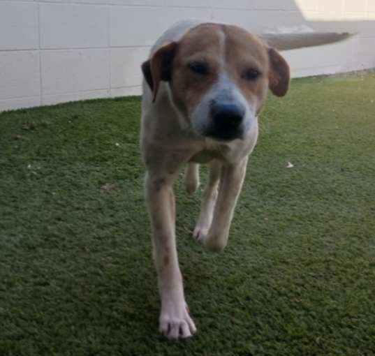 Photo of Junebug 8102